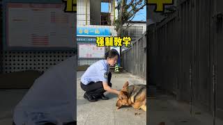 警犬听不懂话怎么办！ 警犬 警察 随拍 狗狗