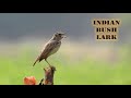 सभी पक्षियों के नाम हिंदी और इंग्लिश में – birds name and videos in hindi with sound