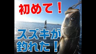 初めてシーバスが釣れた！ 8月 玄界灘 サップフィッシング　鱸釣り方