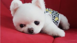 Cute Pomeranian Puppies Doing Funny Things #5 | Cute and Funny Dogs