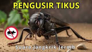 USIR TIKUS BANDEL, PUTAR INI SEKALI SAJA, SUARA JANGKRIK PENGUSIR TIKUS TANPA IKLAN