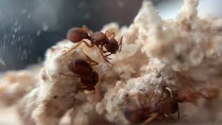 Trachymyrmex Septentrionalis | The Fungus Growing Ant