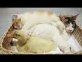 cimi kitten little duck and cat are sleeping together so cute and funny