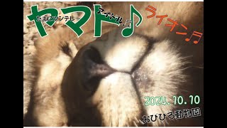 おびひろ動物園　遊び上手なヤマト君♬2024年10月10日♬