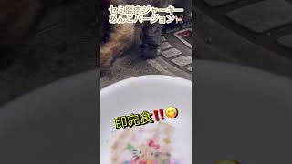 【セミ鹿肉ジャーキー】初めて子育て頑張ってるあんこにプレゼント🎁 #ショート動画 #ジビエ料理 #無添加おやつ