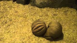 丸まるマタコミツオビアルマジロ Armadillo 東山動物園