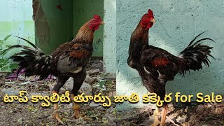 టాప్ క్వాలిటీ తూర్పు జాతి కక్కెర for Sale / Narasimha Babu / 8008998909