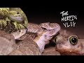 Herping Phoenix (Herping Vlog episode 1)