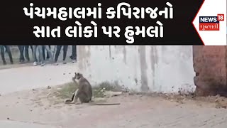 Pamchmahal Monkey Attack News | કપિરાજનો સાત લોકો પર હુમલો | Monkey Attack | Viral Video | News18