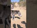 donkeys＃youtube＃shorts video gadha