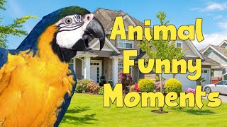 Animal Funny Moments — **CRAZY CAT**| PARROTS BARKS | ANGRY DOG ​​| **GOOSE DROWNED** | RACCOONS
