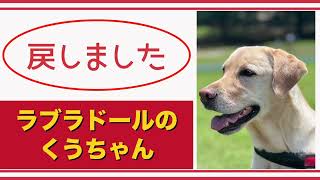 【#ラブラドール  】戻しました【#labradorretrievers   】