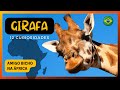 🦒 12 CURIOSIDADES SOBRE AS GIRAFAS | TUDO SOBRE AS GIRAFAS | ANIMAIS DA ÁFRICA [4K]