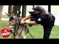 Cop Chases Criminal On A Donkey | Just For Laughs Gags