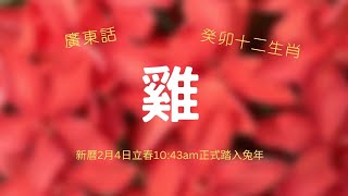 肖雞 (沖太歲) - 吉星：無。凶星：歲破、闌干、大耗、災煞。