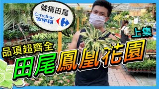 【田尾系列ep13】號稱田尾家樂福的鳳凰花園，植物品項無敵齊全，從觀葉植物、香草植物、食蟲植物，盆花與大樹通通都有、價格也很公道，適合全家一起來逛逛。＃田尾＃家樂福＃鳳凰花園＃觀葉植物＃伊恩愛種花