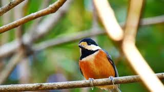 ヤマガラの地鳴き【野鳥観察 鳥の鳴き声 バードウォッチング】Sittiparus varius / Varied tit