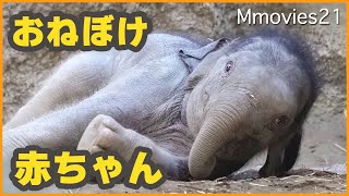 【珍ハプニング】寝ぼけ眼の赤ちゃんゾウの超絶かわいさ♪円山動物園のアジアゾウ「パール親子」~Baby Asian elephant is half asleep