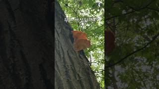 무슨 버섯인가요? #버섯