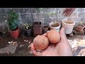 ஒரு சிறிய சப்போட்டா அறுவடை homegarden harvesting chiku fruits