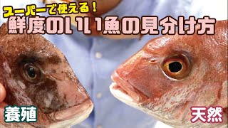 【今日から使える！】おいしい魚を見分けるテクニックとは!?