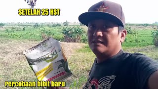 PAGI PAGI TILIK KONDISI PERTANIAN 25 HST