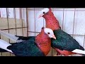 Best fancy pigeon farm - Amazing unique fancy pigeon breeds - fancy pigeon video #23