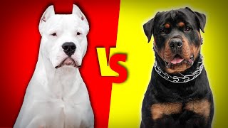 Dogo Argentino VS Rottweiler