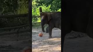 ลูกสาวค่ะ แกเป็นเด็กเรียบร้อยมากกกจริงจริ๊งง🤣⚽️🐘 #น้องมีนา #elephant