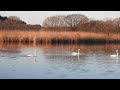 飛ぶ前のコハクチョウ（2024 12 26菅生沼上沼）