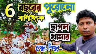 6 বছরের পুরোনো ছাগল খামার || বাণিজ্যিক ছাগল খামার || Commercial Goat Farm