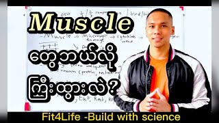 Muscle တွေ ဘယ်လိုကြီးထွားလဲ ?