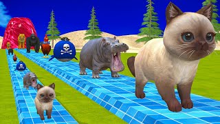 Long Slide Game With Elephant Gorilla Buffalo Hippopotamus Tiger 3d Animal Game Funny 3d Animals