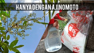 MANFAAT Ajinomoto||UNTUK TANAMAN BUAH KLENGKENG