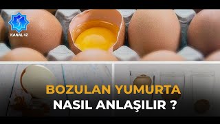 Bozuk Yumurta Nasıl Anlaşılır ? - Kanal 42 Haber Merkezi