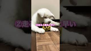 秋田犬を飼ってみて大変だと思った事3選Part4(中級編)【秋田犬】【akita puppy】