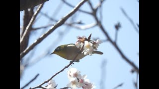 千尋の滝の桜とメジロ。屋久島　yakushima