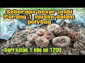 UMBI PORANG 1 MUSIM DALAM POLYBAG DARI KATAK MINI