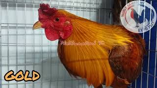 World Gamefowl Expo 2023 GOLD