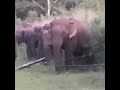 elephant breaking electric fence jungle animals 電気柵を壊すゾウ wildlife animaux shorts