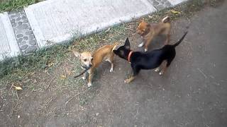 Perros Chihuahua jugando.