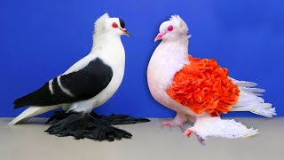 10 Most Beautiful Fancy Pigeons Collection | Indian Pigeons | World's Unique Amazing Pigeon Farm