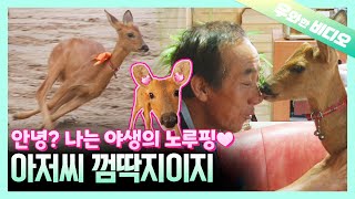 안녕? 나는 귀여운 노루핑이야! 아주 귀엽지만 리얼 야생동물이란다~🦌┃Hi there! I'm a Cute Musk Deer, But Remember, I'm WILD