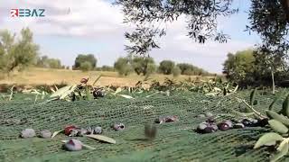 Efrîn.. Grûpên Çekdar di binpêkirinan de berdewam in