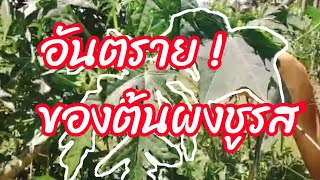 ผักไชยาอันตรายที่ควรรู้ โทษของต้นผงชูรส