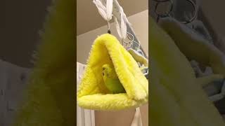 【休憩中】バードテントで休憩中のセキセイインコ/Budgerigar to take a break by a bird tent