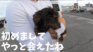 私たちの新しい家族メンバー！保護犬小鉄を迎えた感動の瞬間！