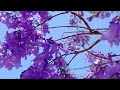 jacaranda tree in full bloom andalucia costa del sol españa