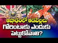 Significance Of Gorintaku In Ashada Masam | Ashada Masam | Gorintaku | AshadaMasam Gorintaku|GT TV