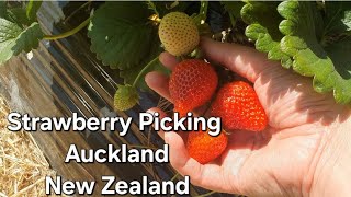 Pick your own strawberries in Auckland New Zealand | Zaberri world PYO